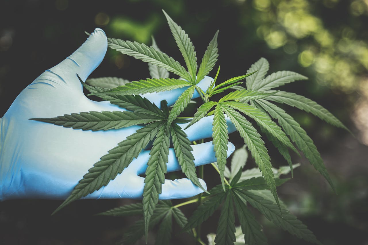 Cannabis flos – co to właściwie jest?